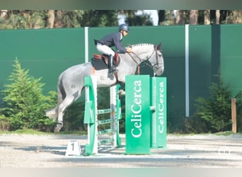 Lusitano, Castrone, 17 Anni, 172 cm, Grigio