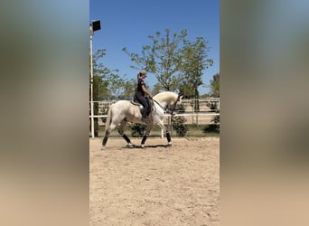 Lusitano Mix, Castrone, 18 Anni, 157 cm, Grigio