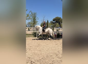 Lusitano Mix, Castrone, 18 Anni, 157 cm, Grigio