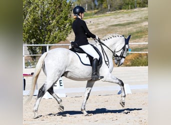 Lusitano Mix, Castrone, 18 Anni, 157 cm, Grigio