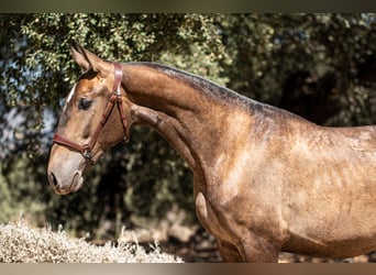 Lusitano, Castrone, 2 Anni, Grigio rossastro