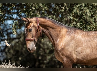 Lusitano, Castrone, 2 Anni, Grigio rossastro