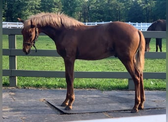 Lusitano, Castrone, 2 Anni, Sauro scuro