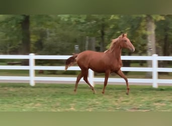 Lusitano, Castrone, 2 Anni, Sauro scuro