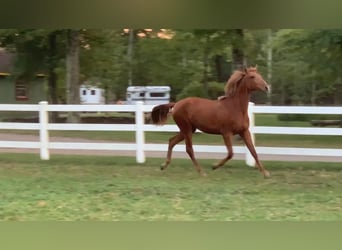 Lusitano, Castrone, 2 Anni, Sauro scuro