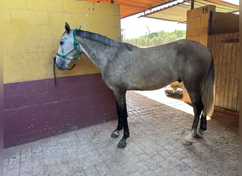 Lusitano, Castrone, 3 Anni, 155 cm, Grigio