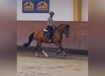 Lusitano, Castrone, 3 Anni, 160 cm, Baio ciliegia