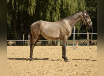 Lusitano, Castrone, 3 Anni, 160 cm, Grigio