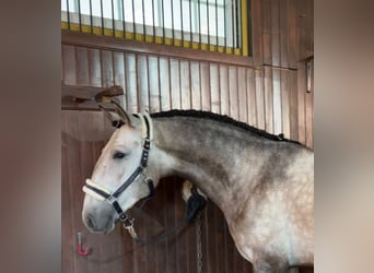 Lusitano, Castrone, 3 Anni, 161 cm, Grigio