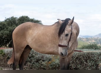 Lusitano, Castrone, 3 Anni, 162 cm, Leardo