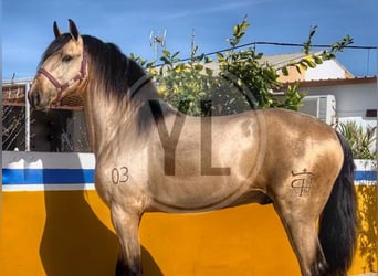 Lusitano, Castrone, 3 Anni, 163 cm, Baio chiaro