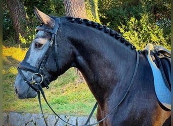 Lusitano, Castrone, 3 Anni, 165 cm, Grigio