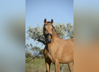 Lusitano, Castrone, 3 Anni, 165 cm, Pelle di daino