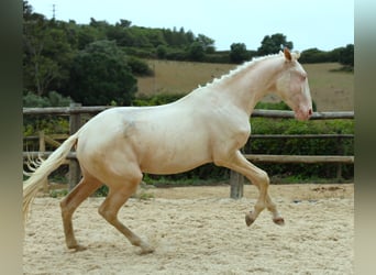 Lusitano, Castrone, 3 Anni, 167 cm, Cremello