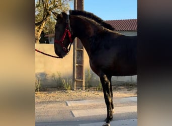 Lusitano, Castrone, 3 Anni, 169 cm, Baio