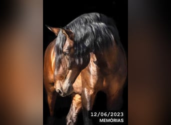 Lusitano, Castrone, 3 Anni, 169 cm, Baio