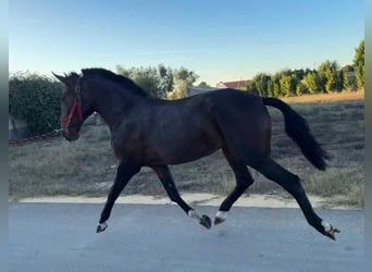 Lusitano, Castrone, 3 Anni, 169 cm, Baio