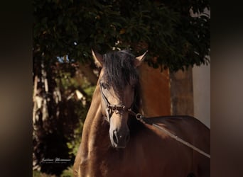 Lusitano, Castrone, 3 Anni, 170 cm, Pelle di daino