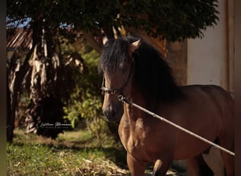 Lusitano, Castrone, 3 Anni, 170 cm, Pelle di daino