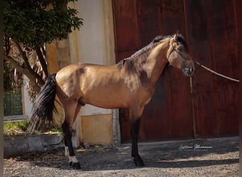 Lusitano, Castrone, 3 Anni, 170 cm, Pelle di daino