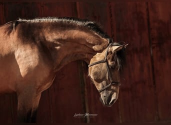 Lusitano, Castrone, 3 Anni, 170 cm, Pelle di daino