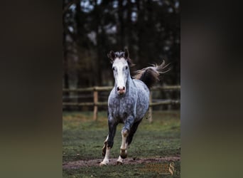 Lusitano Mix, Castrone, 4 Anni, 154 cm, Grigio pezzato
