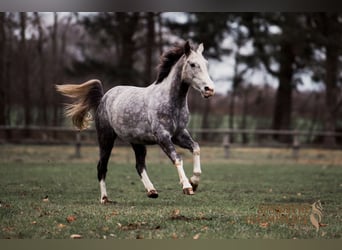 Lusitano Mix, Castrone, 4 Anni, 154 cm, Grigio pezzato