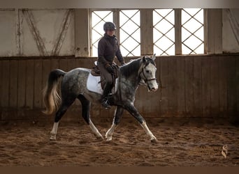 Lusitano Mix, Castrone, 4 Anni, 154 cm, Grigio pezzato