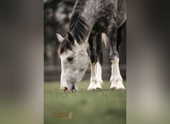 Lusitano Mix, Castrone, 4 Anni, 154 cm, Grigio pezzato