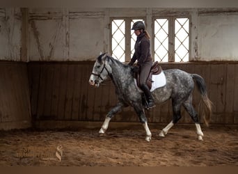 Lusitano Mix, Castrone, 4 Anni, 154 cm, Grigio pezzato
