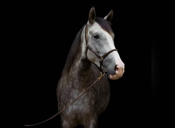 Lusitano Mix, Castrone, 4 Anni, 154 cm, Grigio pezzato