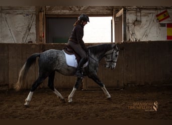 Lusitano Mix, Castrone, 4 Anni, 154 cm, Grigio pezzato
