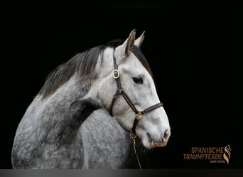 Lusitano Mix, Castrone, 4 Anni, 154 cm, Grigio pezzato