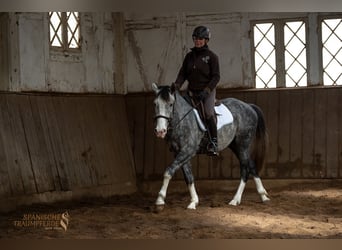 Lusitano Mix, Castrone, 4 Anni, 154 cm, Grigio pezzato