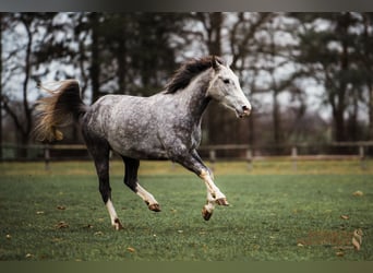 Lusitano Mix, Castrone, 4 Anni, 154 cm, Grigio pezzato