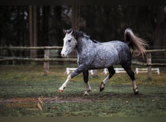 Lusitano Mix, Castrone, 4 Anni, 154 cm, Grigio pezzato