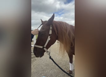 Lusitano, Castrone, 4 Anni, 155 cm, Sauro scuro