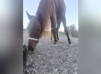 Lusitano, Castrone, 4 Anni, 155 cm, Sauro scuro