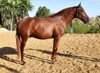 Lusitano, Castrone, 4 Anni, 157 cm, Sauro