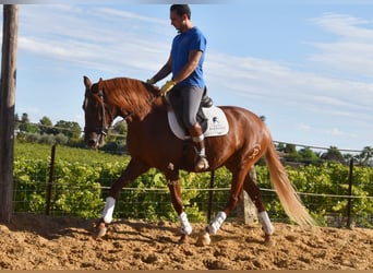 Lusitano, Castrone, 4 Anni, 157 cm, Sauro