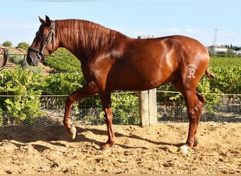 Lusitano, Castrone, 4 Anni, 157 cm, Sauro