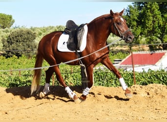 Lusitano, Castrone, 4 Anni, 157 cm, Sauro