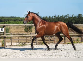 Lusitano, Castrone, 4 Anni, 158 cm, Baio