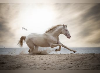 Lusitano, Castrone, 4 Anni, 158 cm, Cremello
