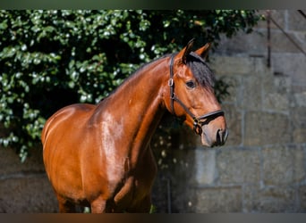 Lusitano, Castrone, 4 Anni, 160 cm, Baio