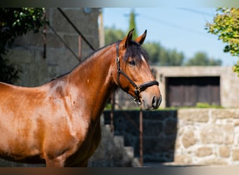 Lusitano, Castrone, 4 Anni, 160 cm, Baio