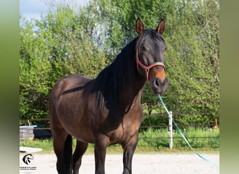 Lusitano, Castrone, 4 Anni, 160 cm, Baio scuro