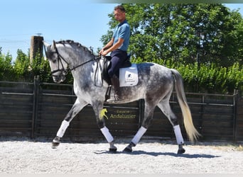 Lusitano, Castrone, 4 Anni, 160 cm, Grigio
