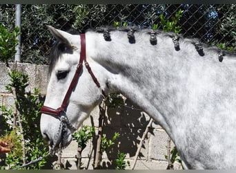 Lusitano, Castrone, 4 Anni, 160 cm, Grigio