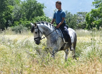 Lusitano, Castrone, 4 Anni, 160 cm, Grigio
